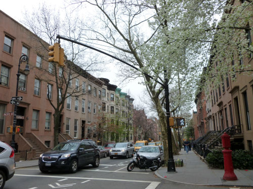 cobble hill is popular