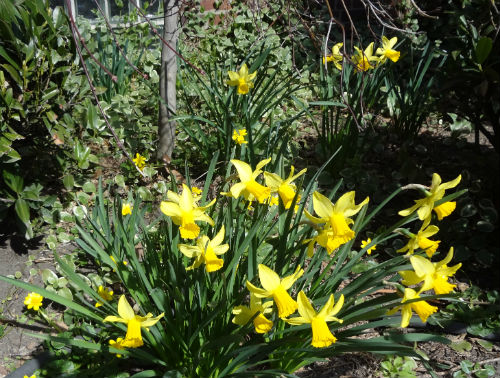 darling buds of march