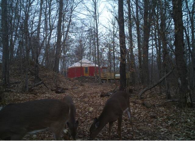 willowemoc yurts w deer