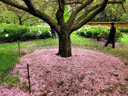 prospect-park-blossoms-052113