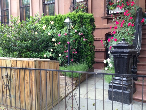 roses-clinton-hill-061213