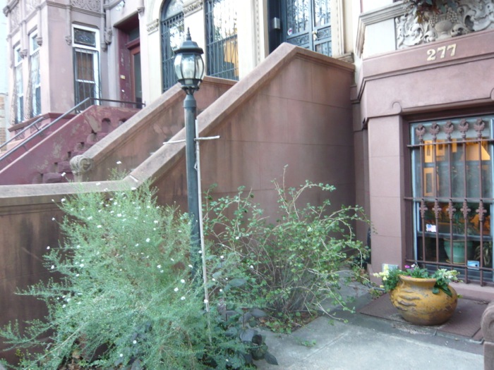 prospect-heights-aster-071913