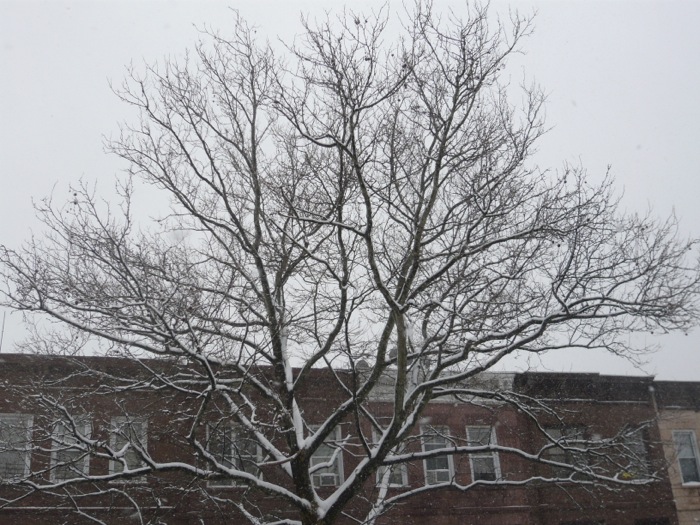 snow-tree-010414