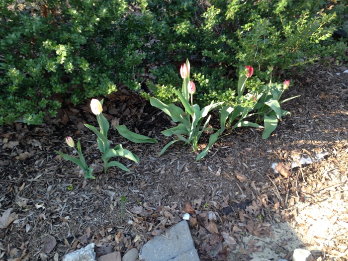 tulips-after-snow-041714