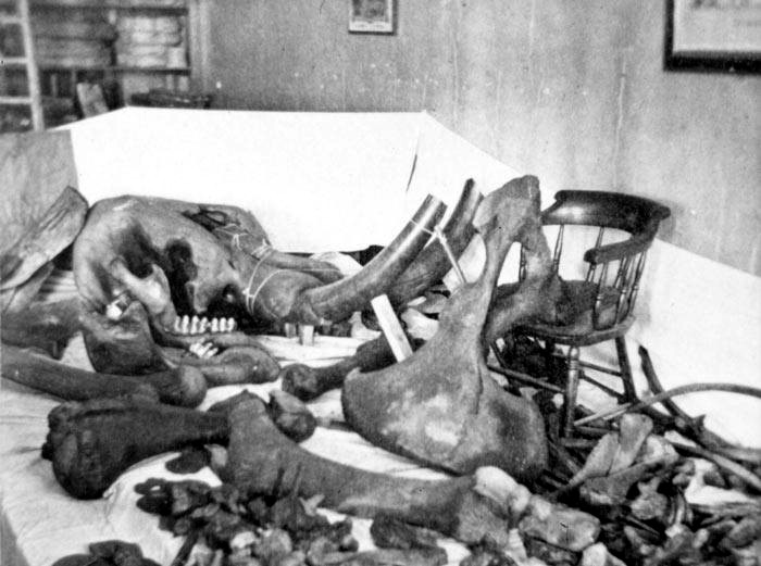 The Cohoes mastodon, dumped in a room before installation in museum. pre-1911. nysm.org
