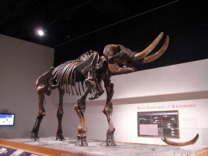 Cohoes mastodon at the Museum of New York, in Albany. Photo: wlibc.blogspot