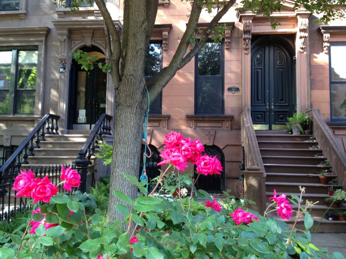 president-street-roses-061814