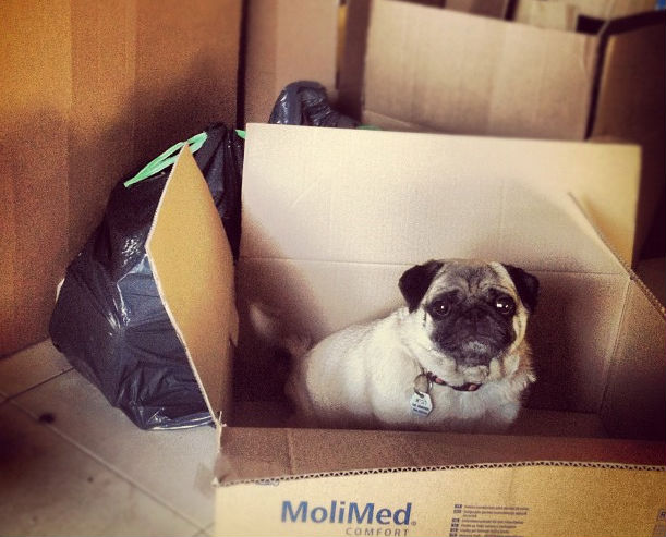 pug-moving-boxes