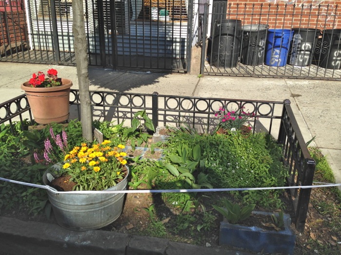 tree-pit-vanderbilt-060314