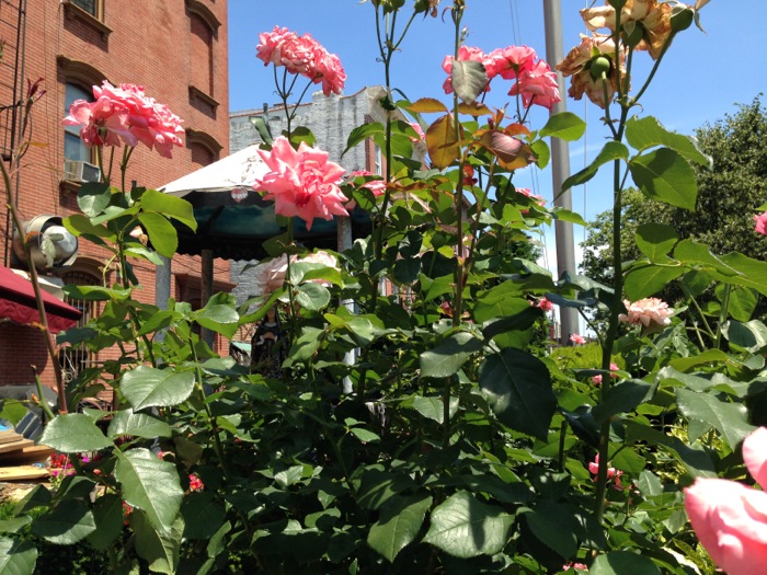 roses-court-street-shrine-070214