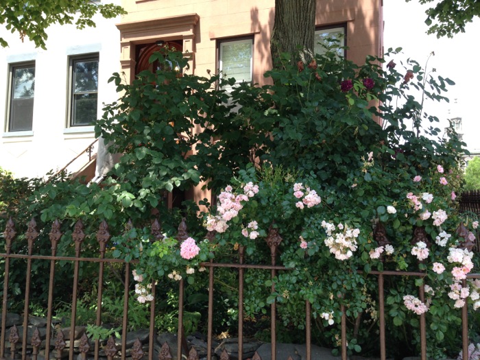 roses-hoyt-street-071814