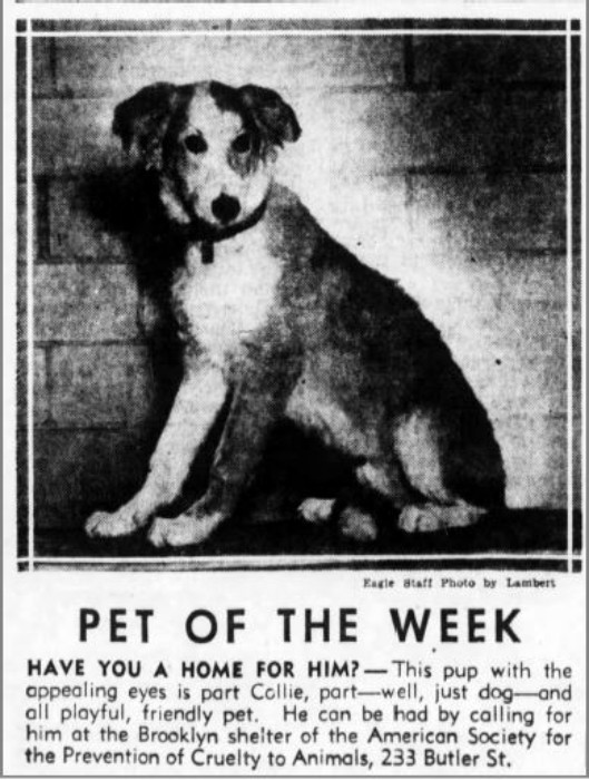 1952 Pet of the Week. Brooklyn Eagle.