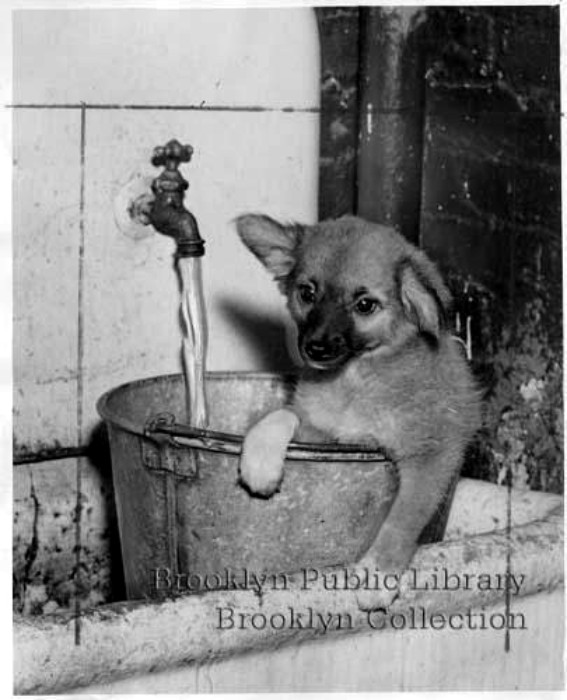 Rescued puppy. 1953 photo: Brooklyn Public Library