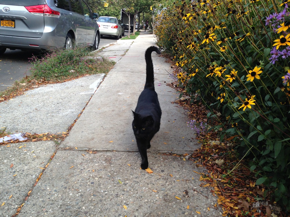 black-cat-argyle-road-103114