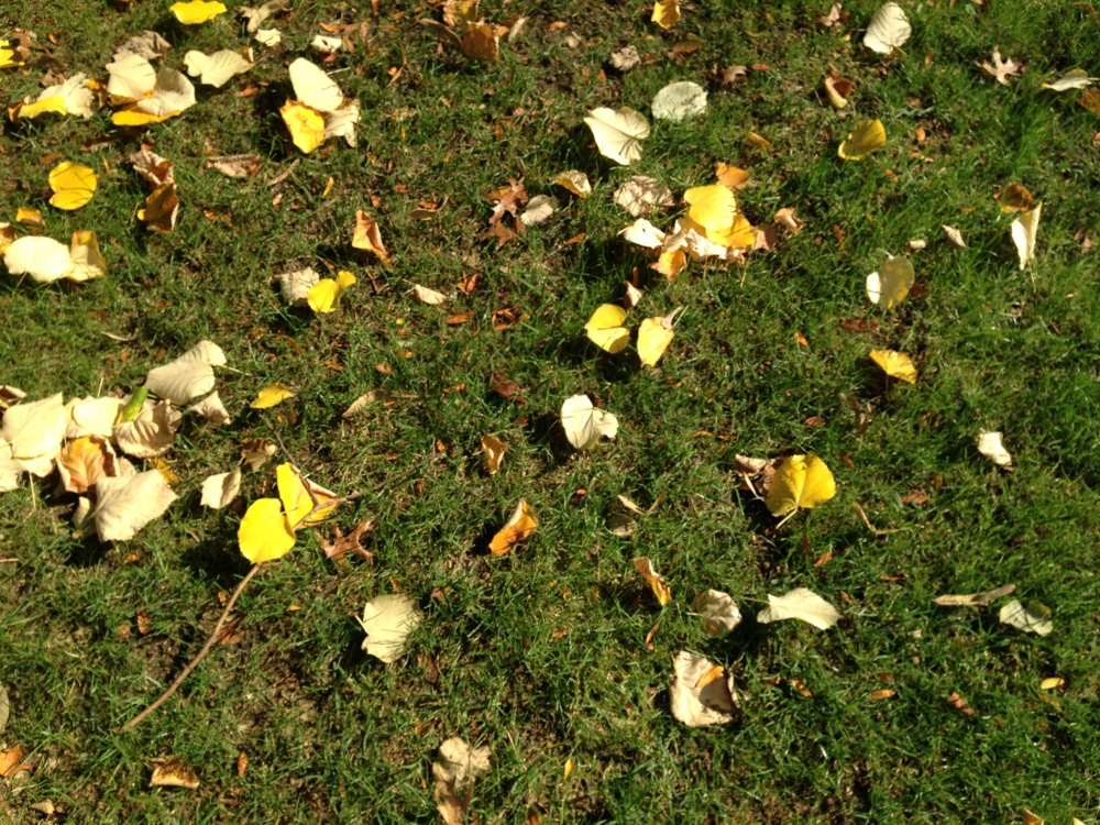 fall-leaves-argyle-road-102314