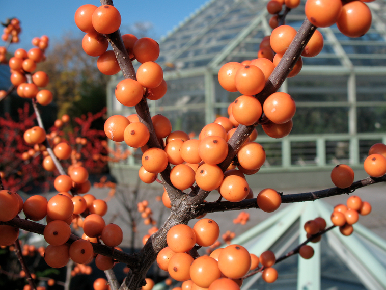 winter berries dave allen brooklyn botanic garden