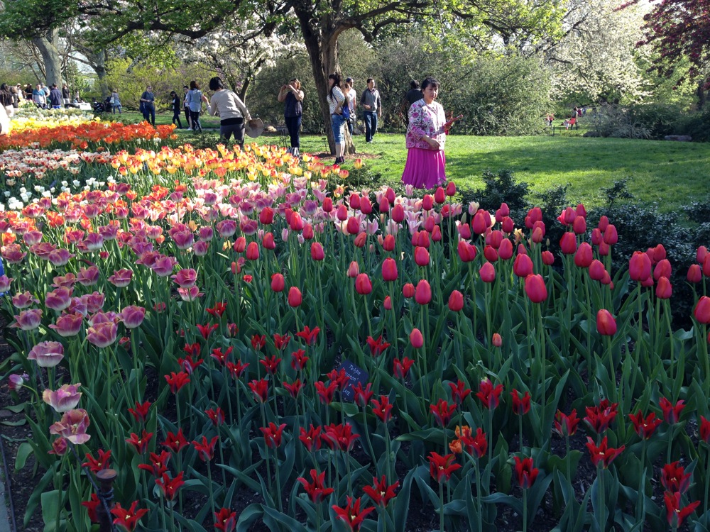 tulips-botanic-garden-050515