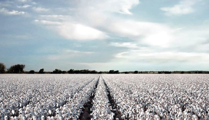 Cotton field, cottonusa.org 1