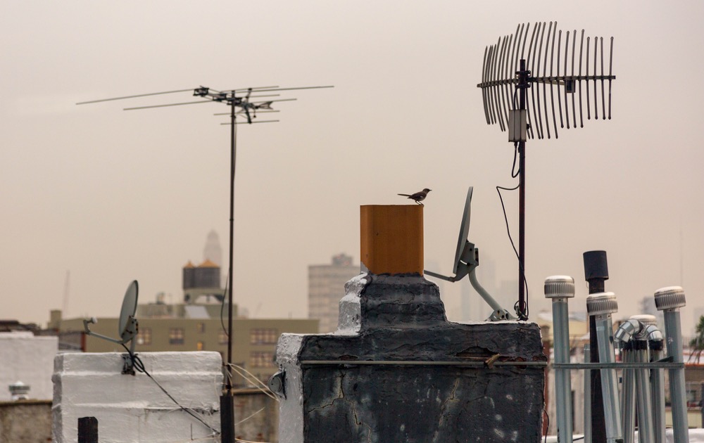 brooklyn-rooftop-bird-071515 - 1