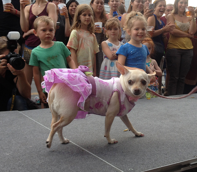 dog-fashion-show-2