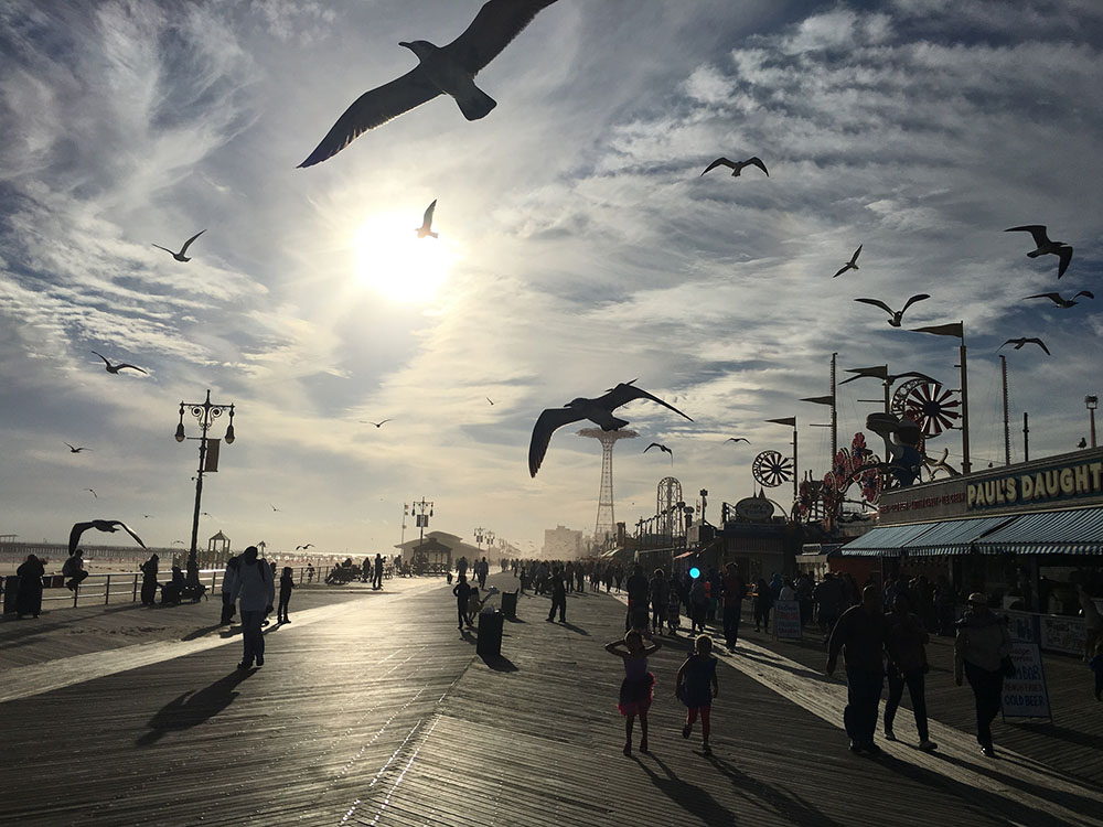 Coney Island birds