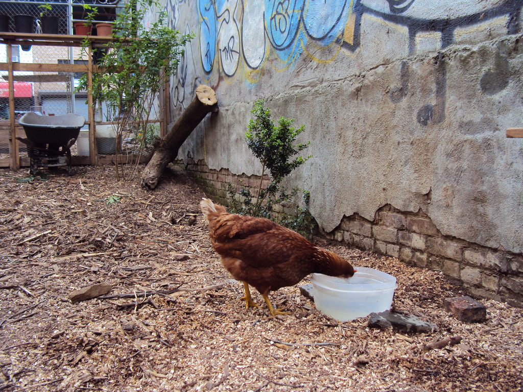 Kaporos Brooklyn: Should the Chicken-Killing Ritual Continue