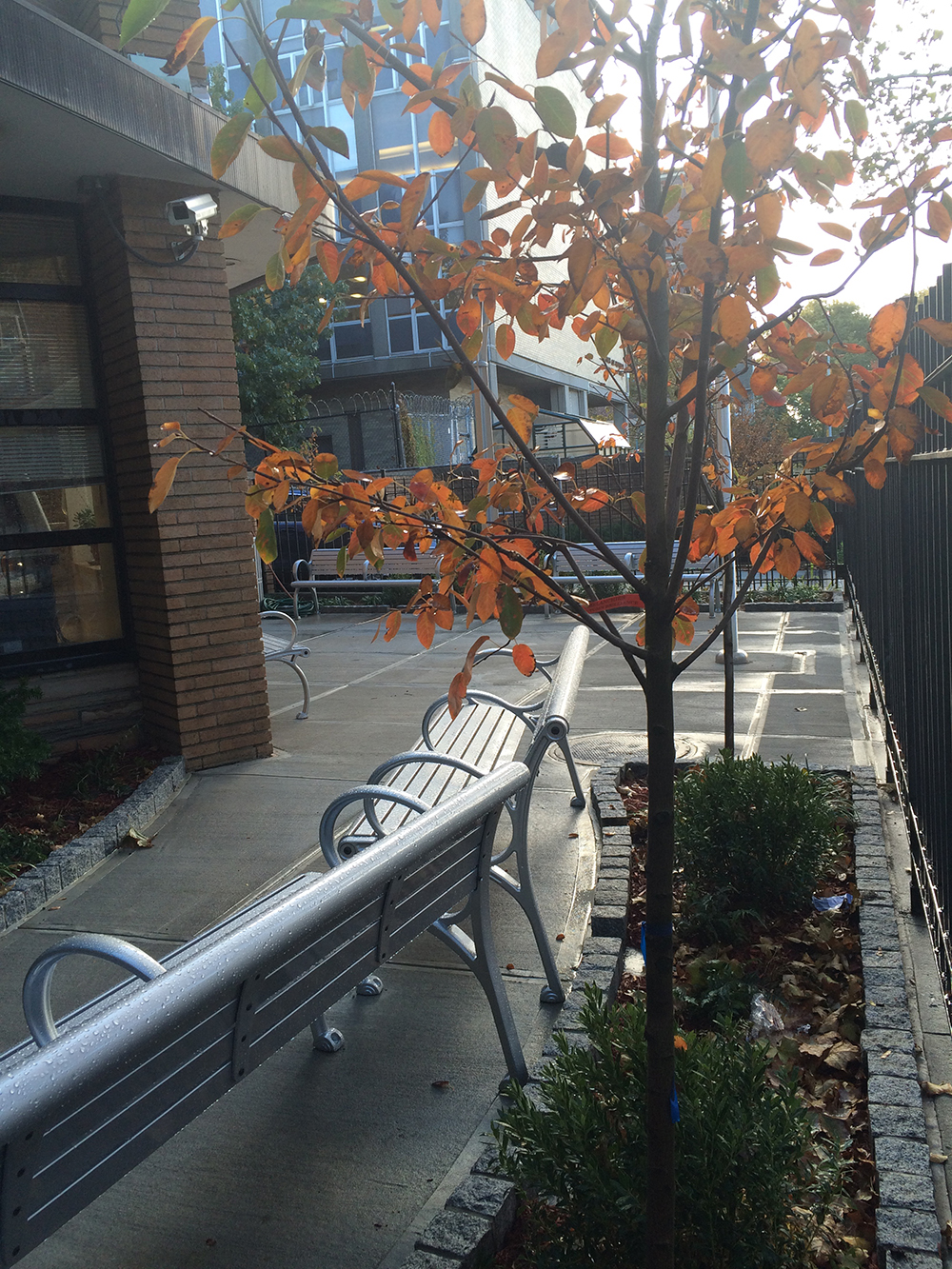 Midwood Library Plaza