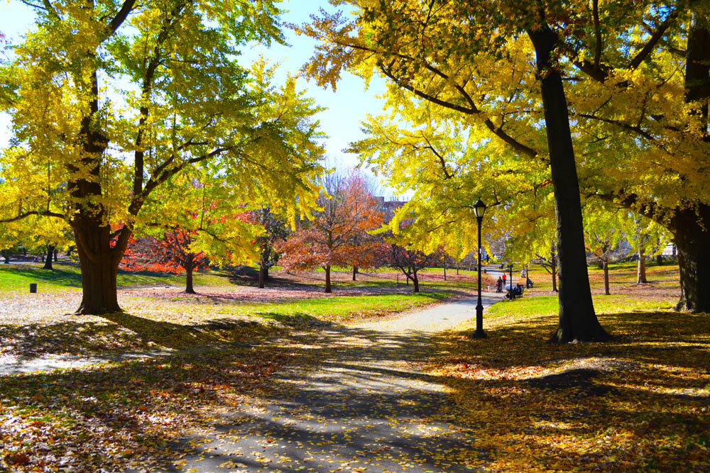 A very colorful Prospect Park. Photo by Edrei Rodriguez
