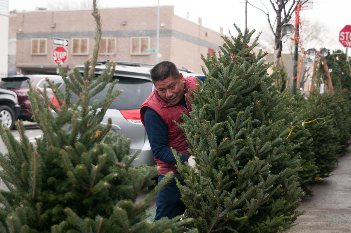 Christmas Tree Collection Mulchfest NYC 2015