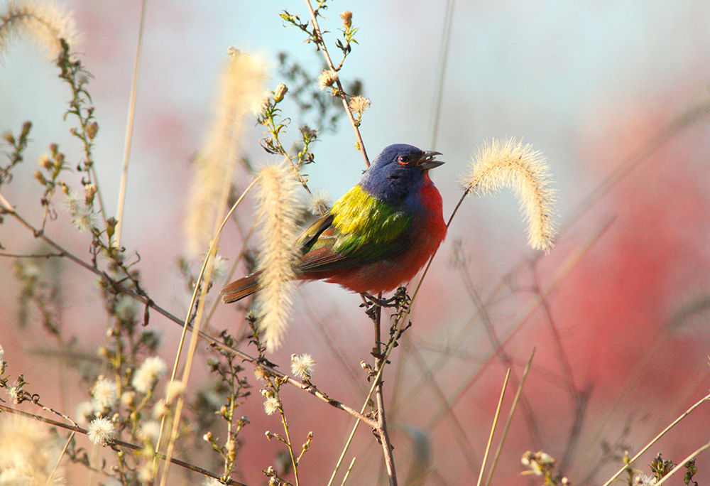 Painted Bunting Prospect Park Brooklyn