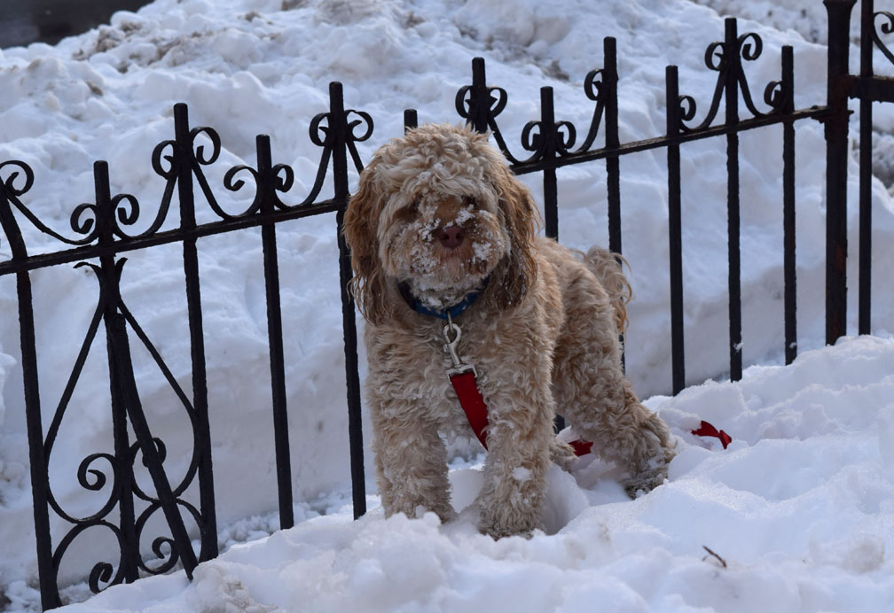 Brooklyn Snow Dog Winter 2016