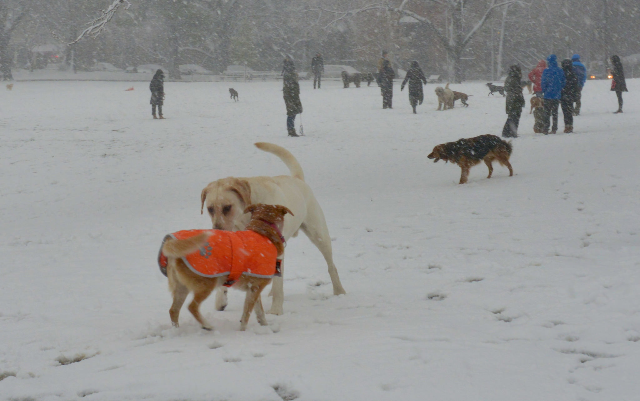 Fort Greene Brooklyn Dog Park Winter 2016