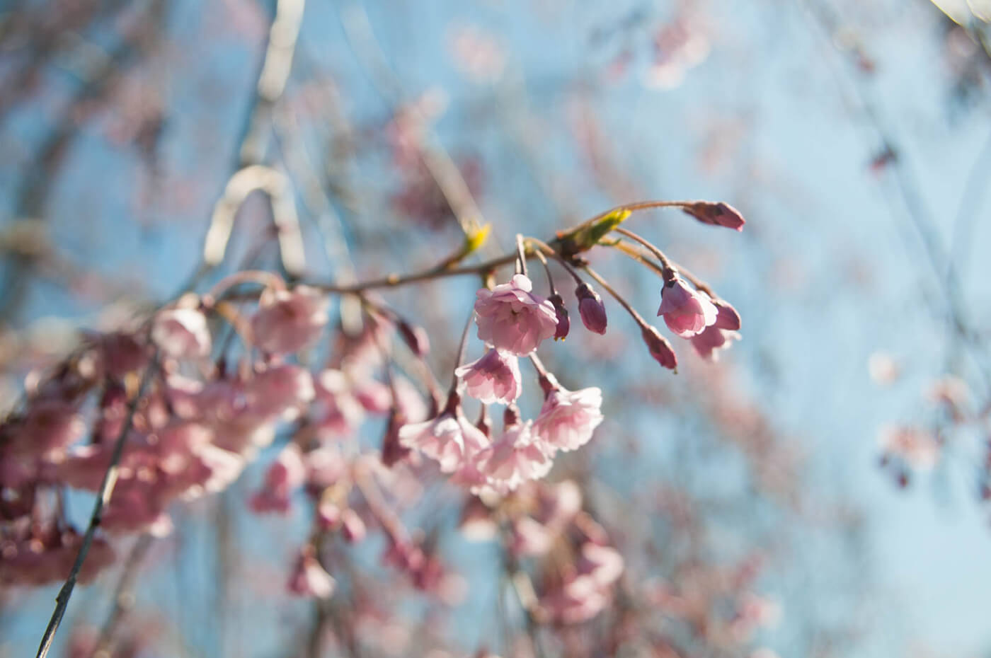 brooklyn botanic garden