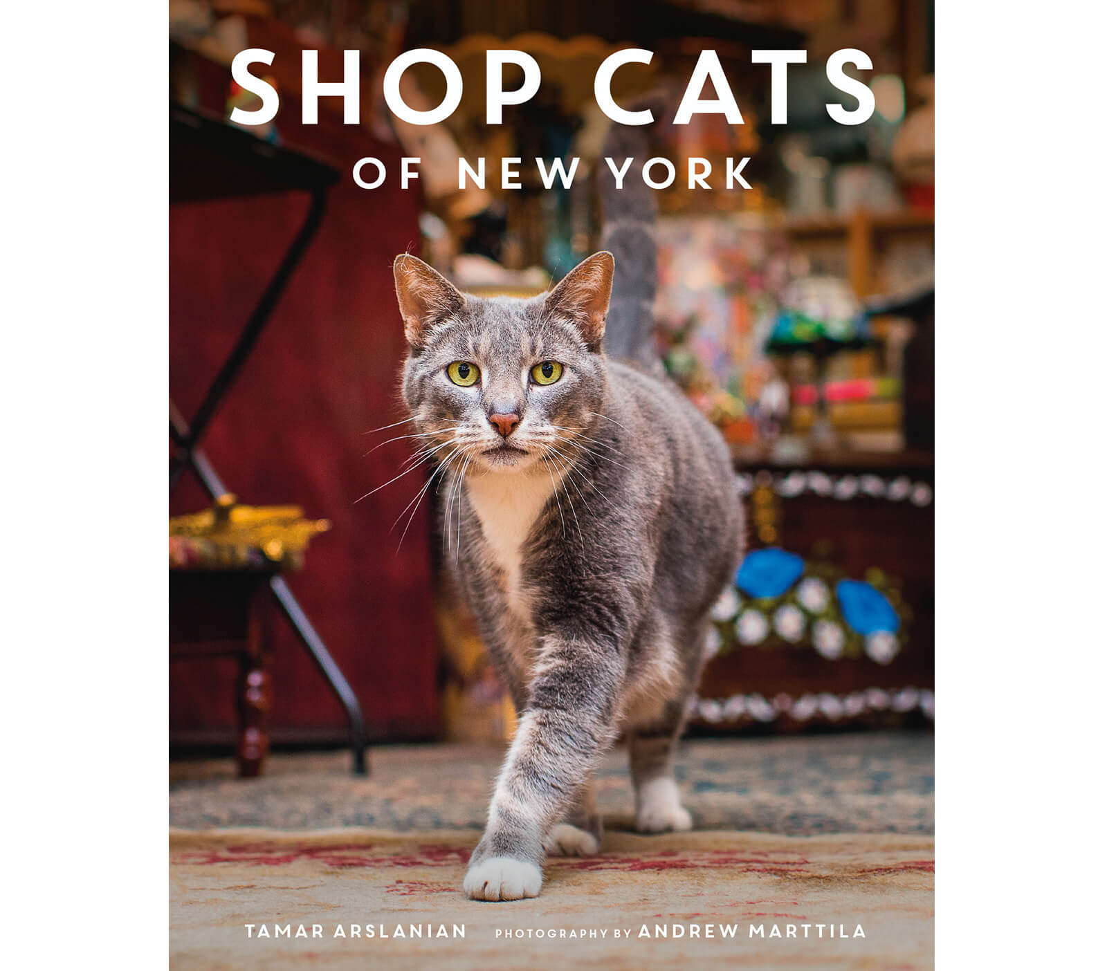 brooklyn cats shop cats of new york