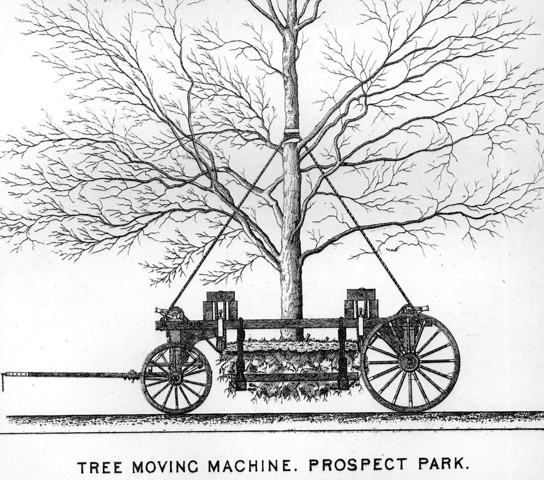 vintage brooklyn prospect park trees illustration