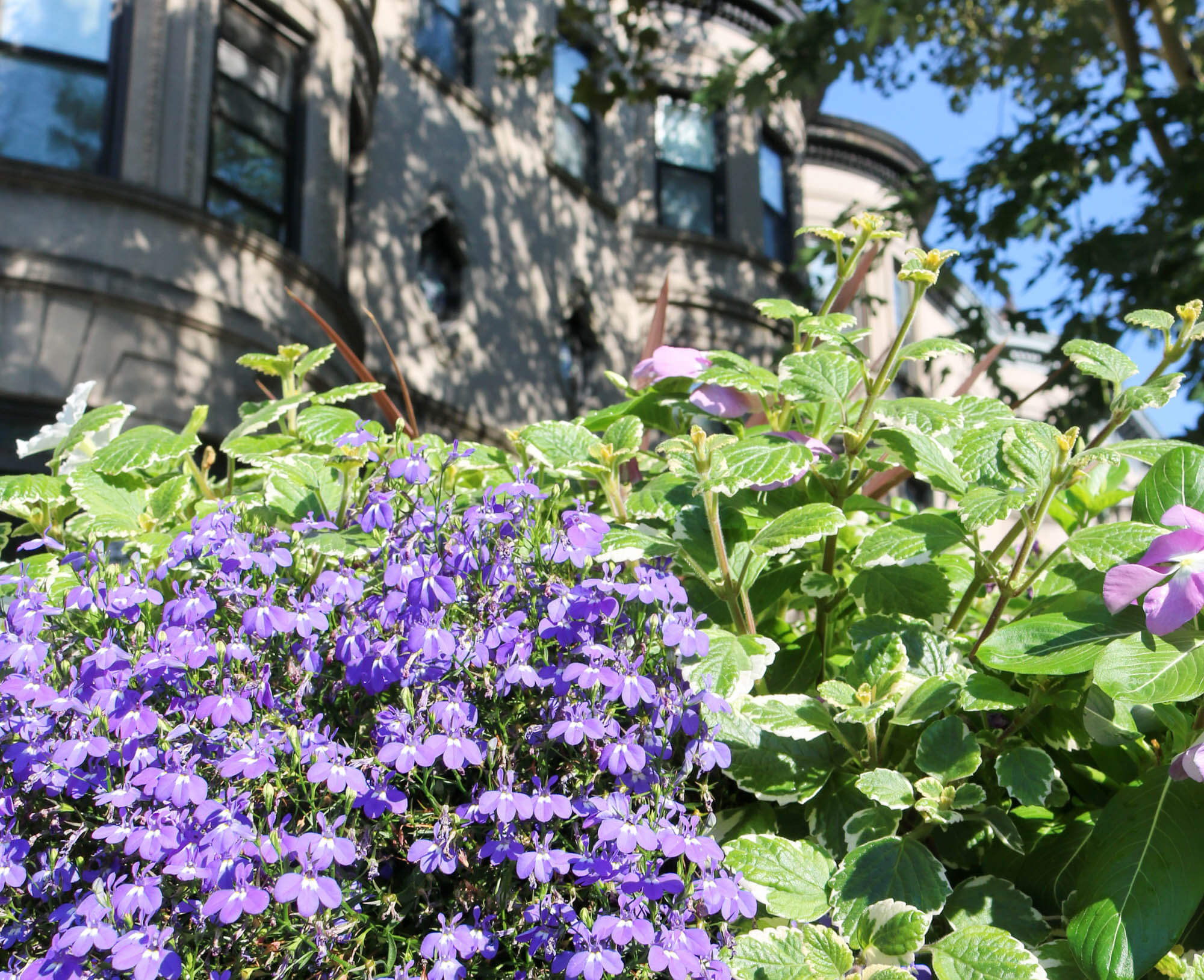 greenest-block-in-brooklyn-2017-stuyvesant-street-bed-stuy-9 (1 of 1)