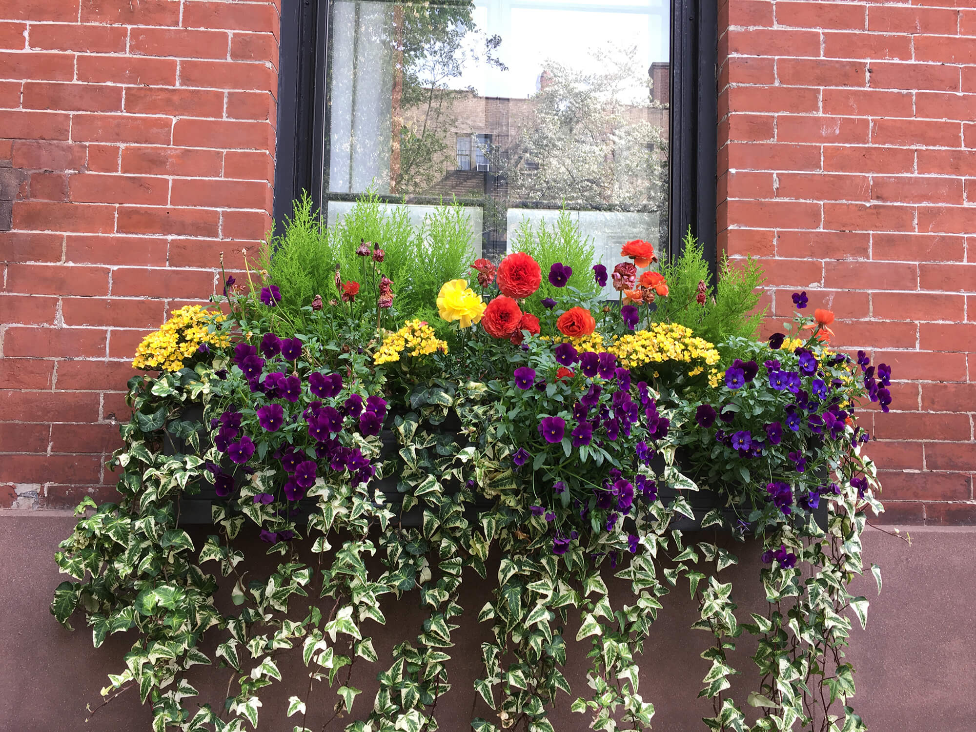 brooklyn garden ideas window boxes
