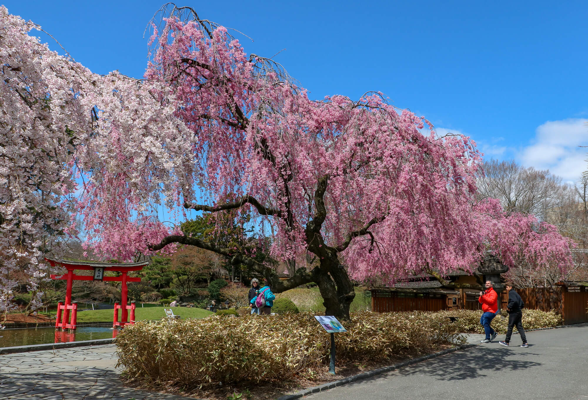 Cherry Trees Spring Into Bloom At The Brooklyn Botanic Garden