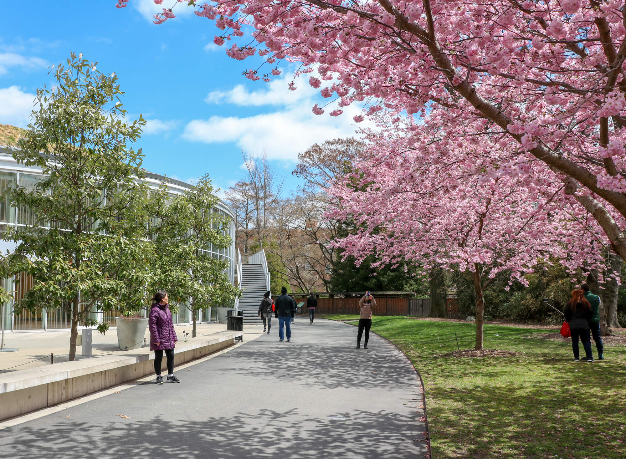 brooklyn botanic garden plant sale