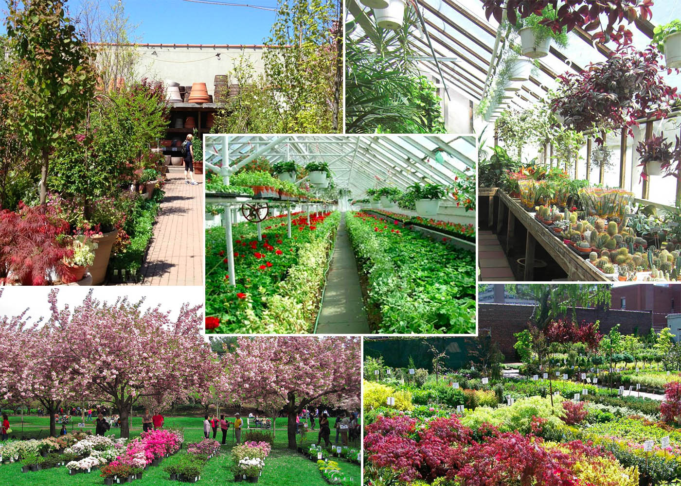 Brooklyn Gardening Shops 7 Of The Borough S Biggest Plant