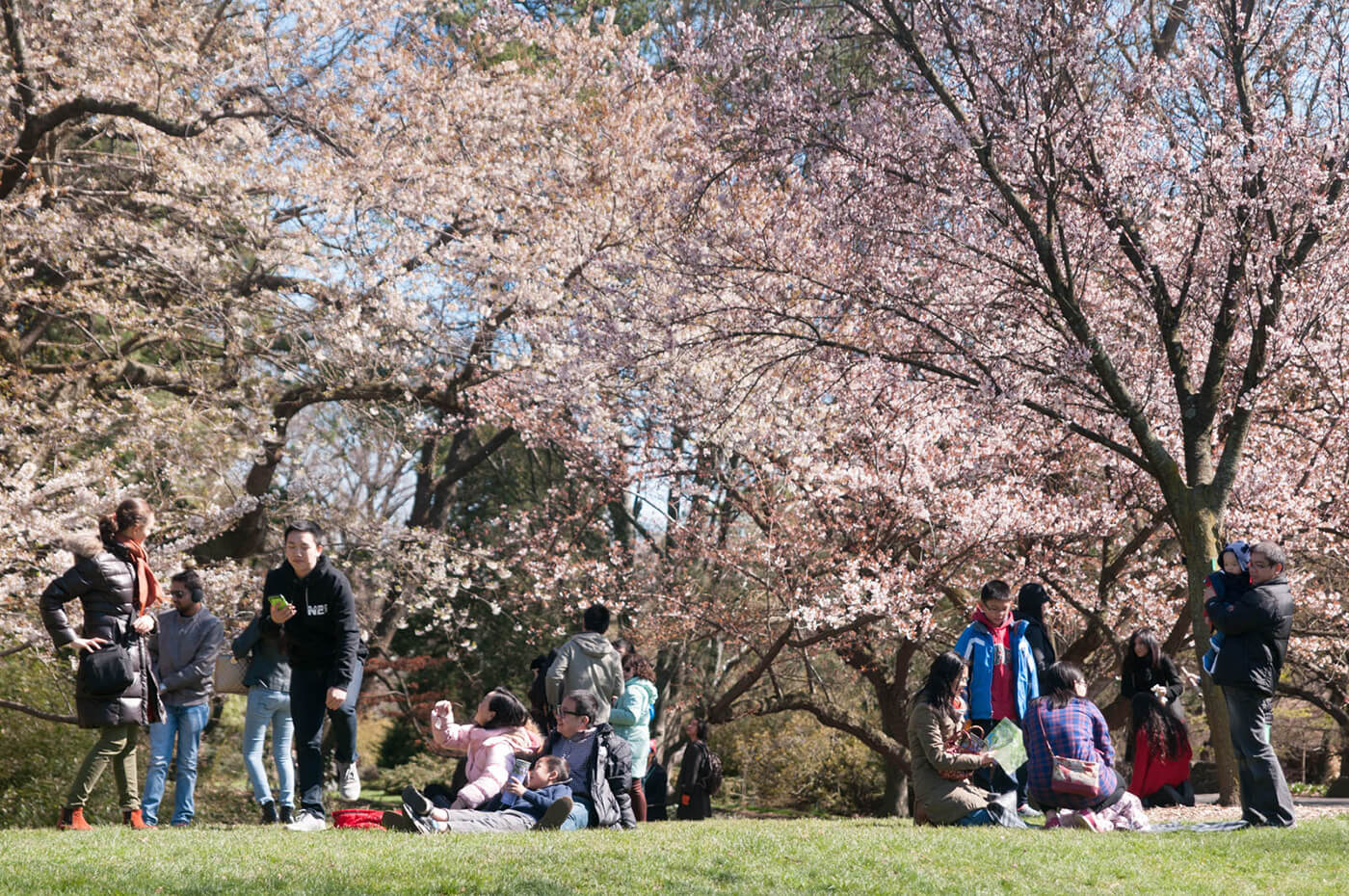 brooklyn botanic garden