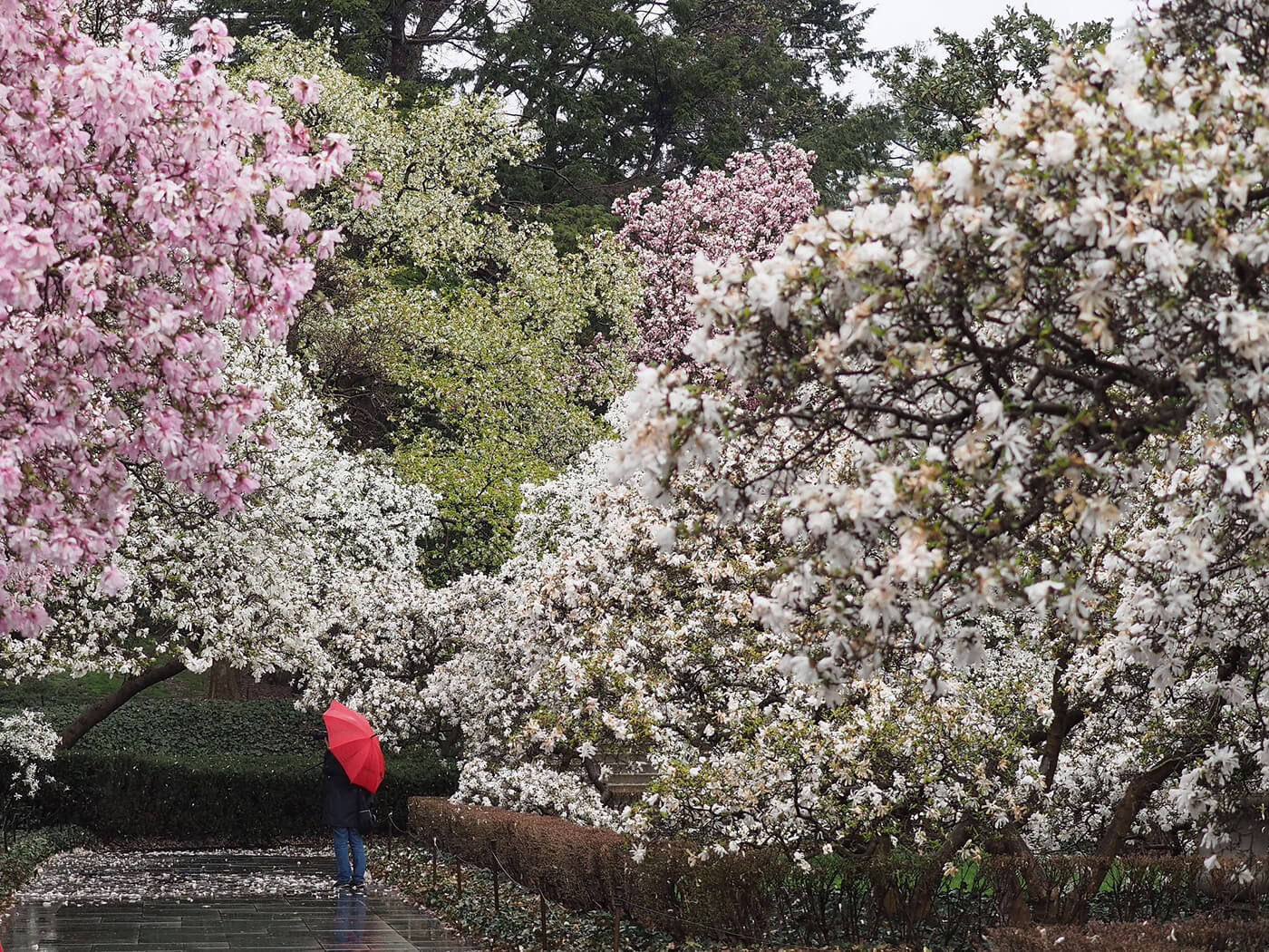 Brooklyn Botanic Garden Cherry Blossoms Spring 2016