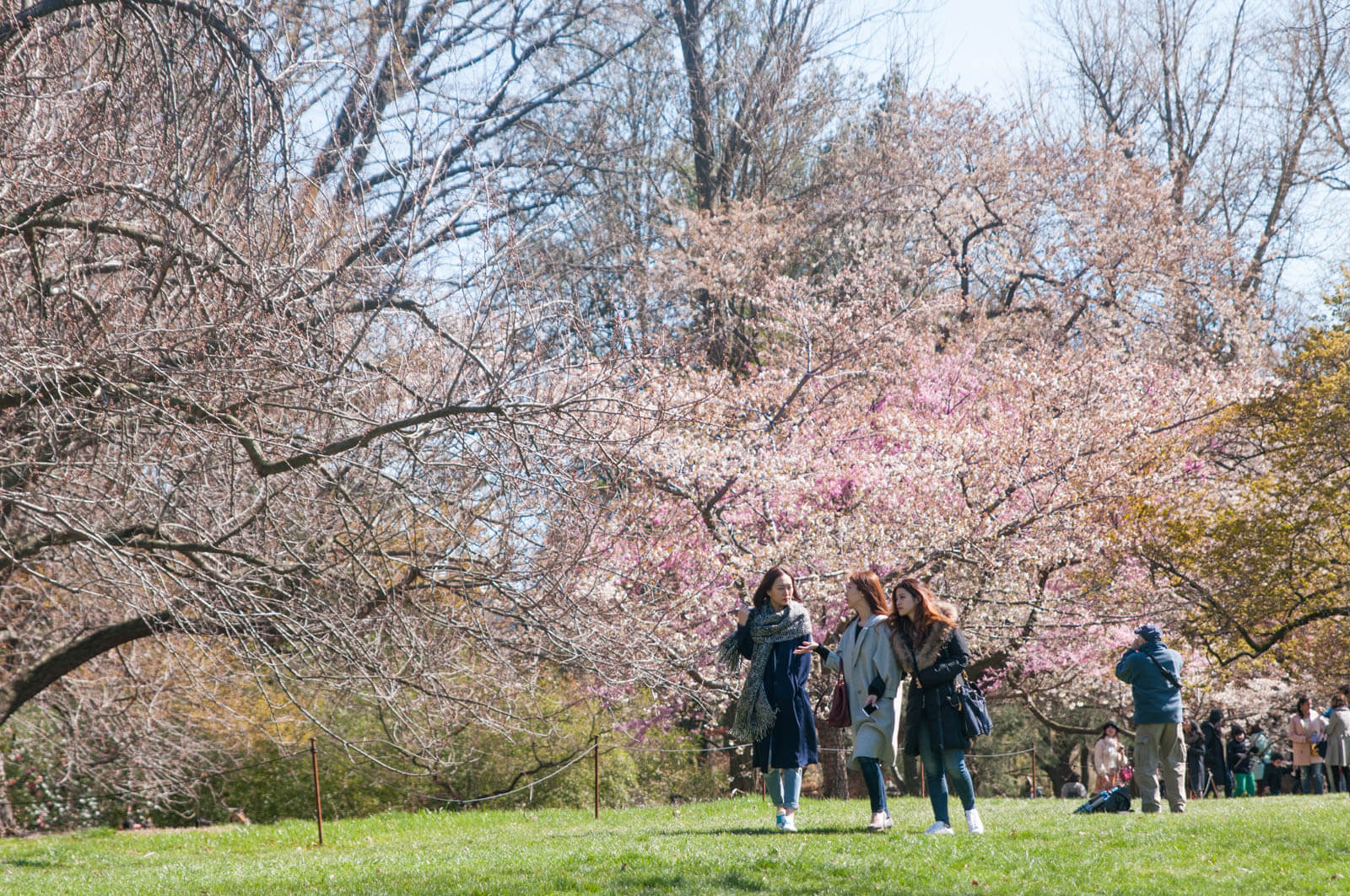 Brooklyn Botanic Garden Cherry Blossoms Spring 2016