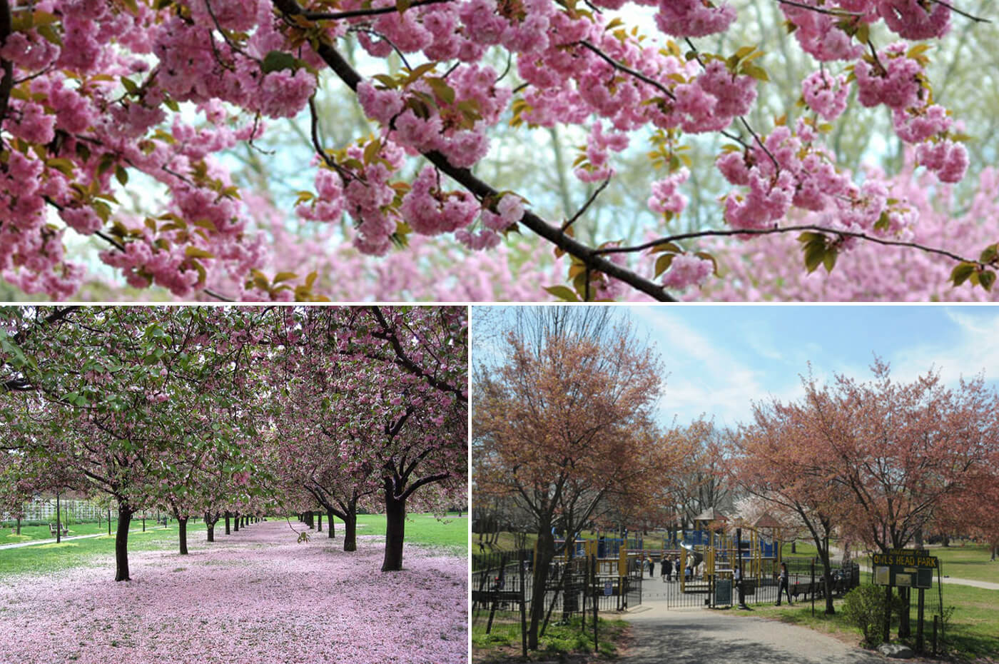 brooklyn botanic gardens