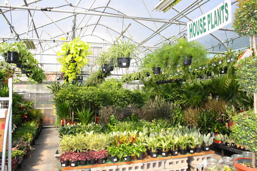 Brooklyn Garden Center Dragonetti Will Help Your Garden Bloom