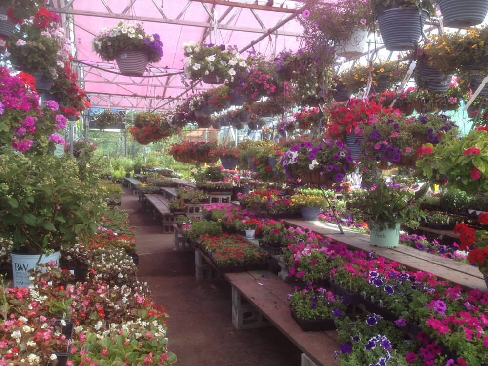 Brooklyn Garden Center Dragonetti Will Help Your Garden Bloom