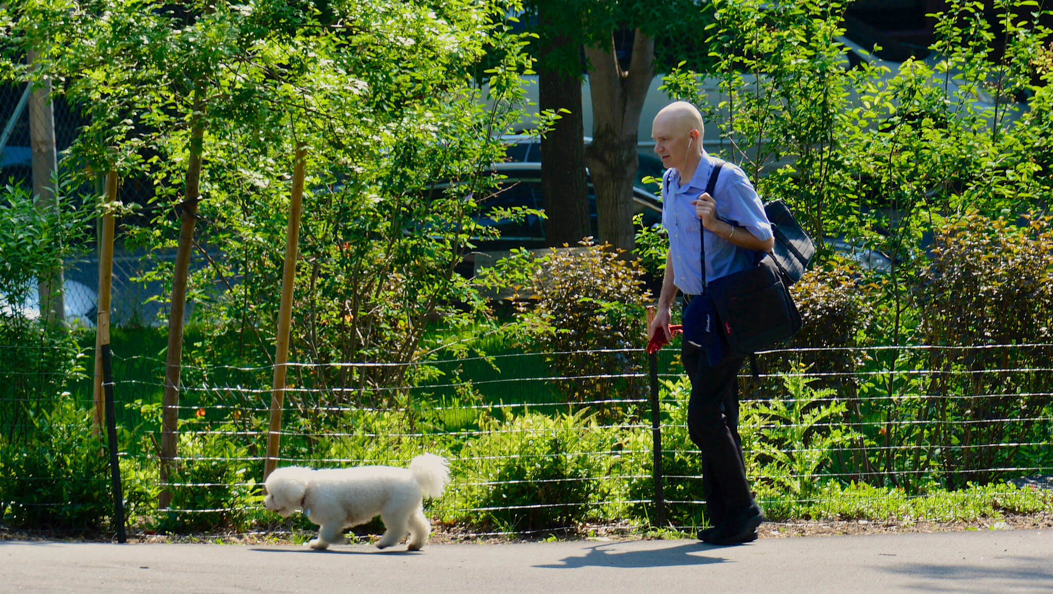 Fort Greene Brooklyn Park Walking Dog