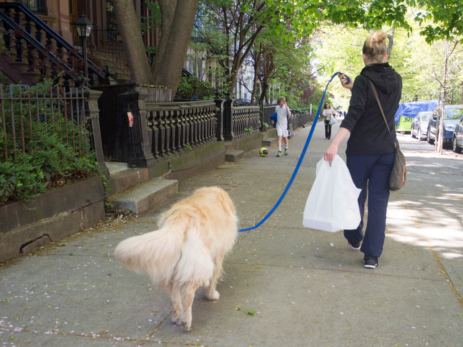 Park Slope Brooklyn Dog Spring 2016