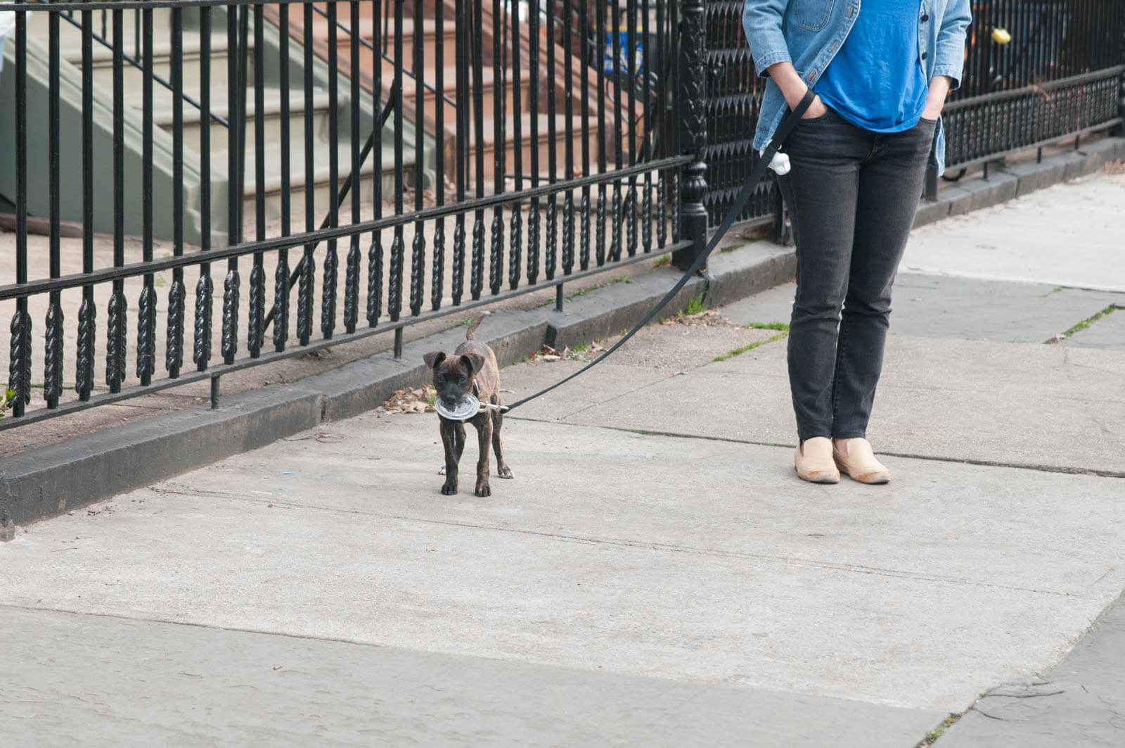 Prospect Heights Brooklyn Puppy Spring 2016