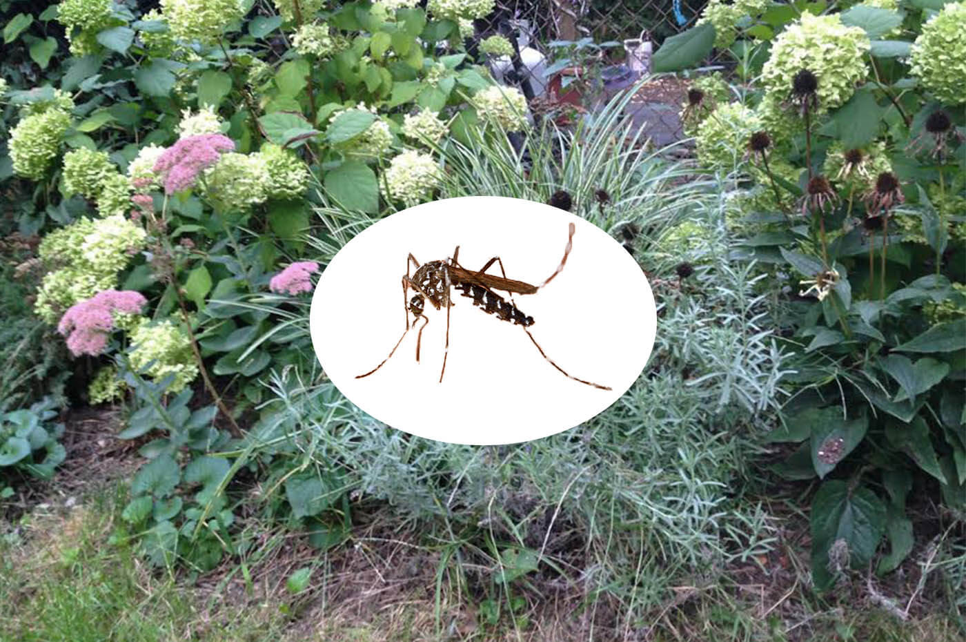 Mosquito Prevention In Garden